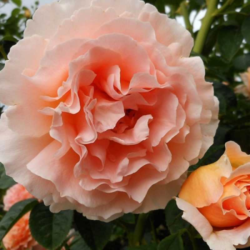 Плетистая роза полька: выращивание растения и его применение в декоре сада