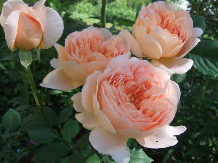 Роза полька (polka) — особенности популярного цветка