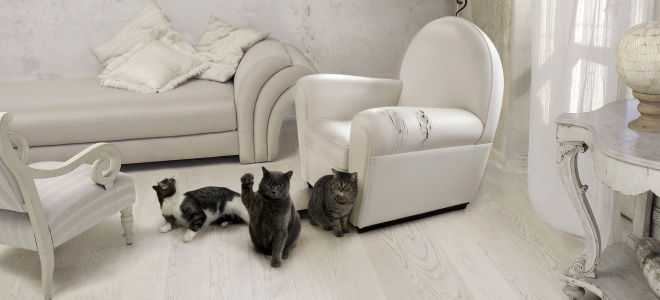 Что делать, если кот поцарапал кожаный диван