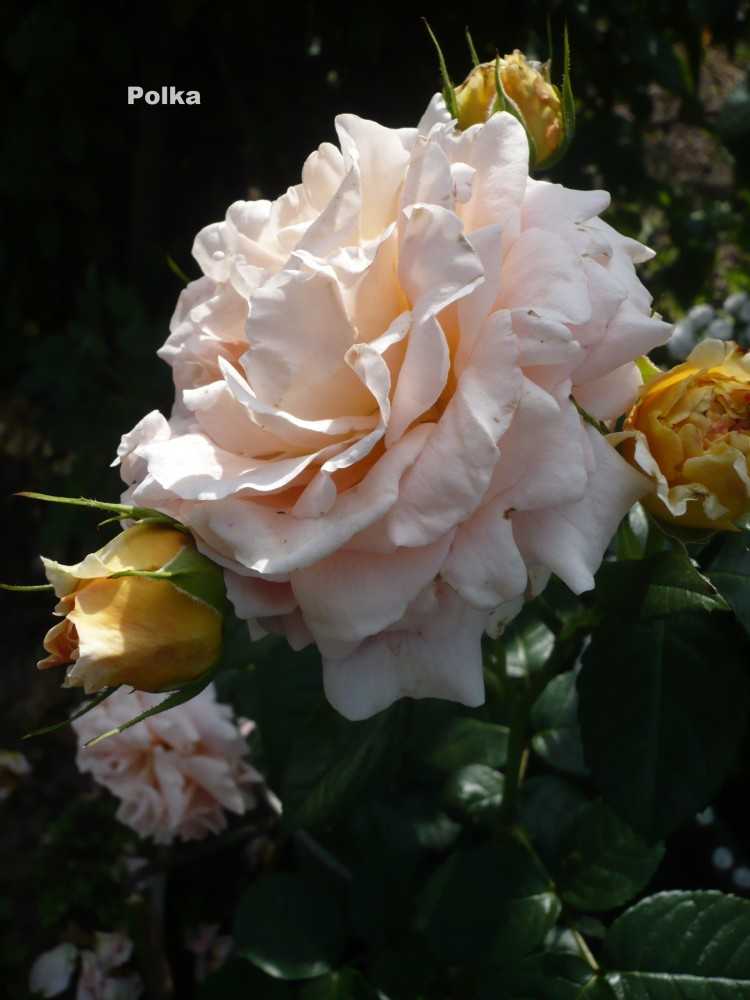 Плетистая роза «полька»: описание сорта, особенности посадки и ухода