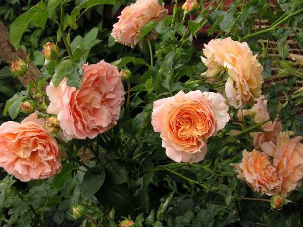 О розе полька (polka): описание и характеристики сорта розы плетистой