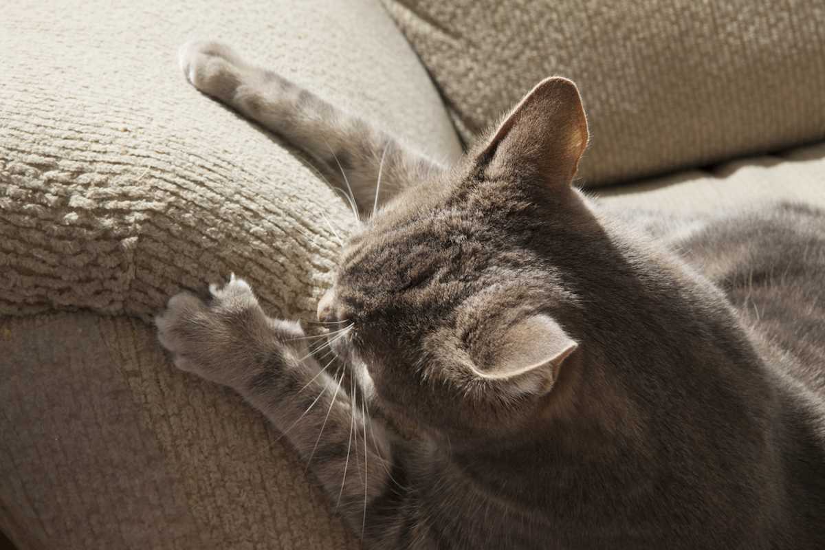 Кошка царапает диван