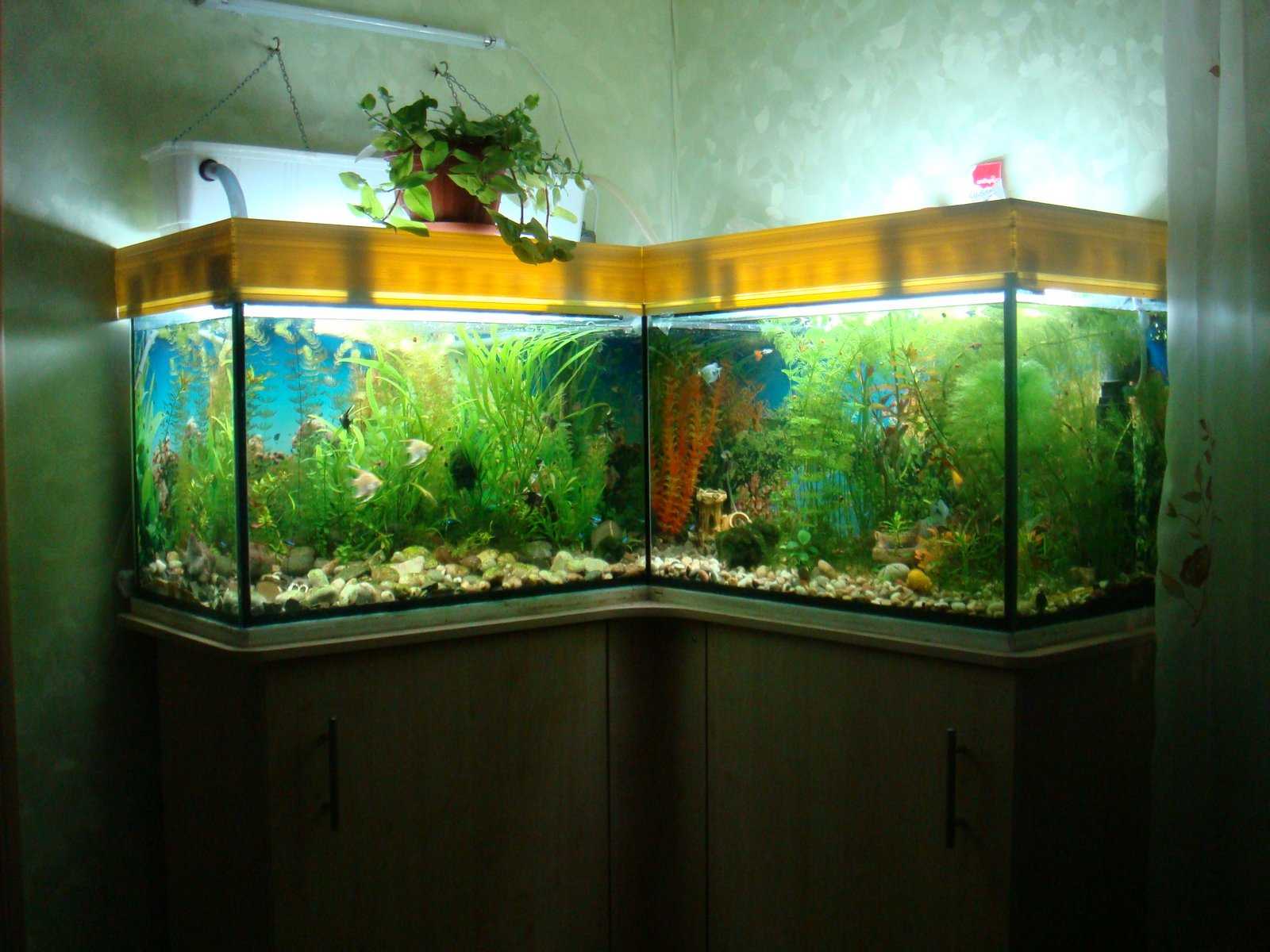 Г образный аквариум