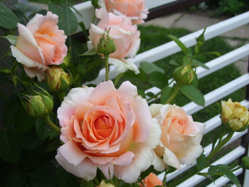 Плетистая роза «полька»: описание сорта, особенности посадки и ухода