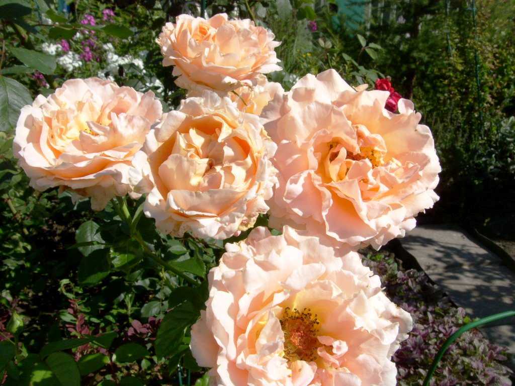 Роза «полька»: лучшие советы по выращиванию от опытных садоводов