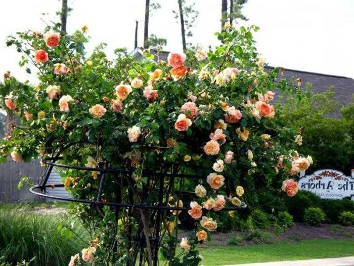О розе полька (polka): описание и характеристики сорта розы плетистой