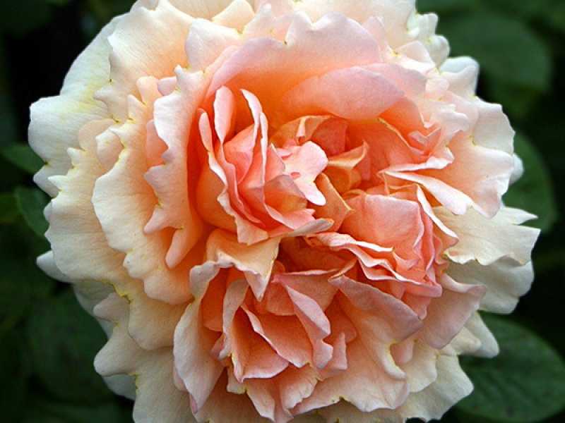 Роза «полька»: лучшие советы по выращиванию от опытных садоводов