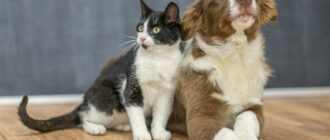 кварцевый ламинат